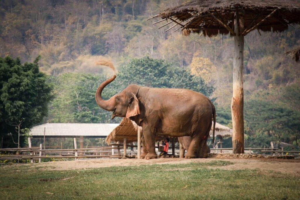 Phuket Elephant Sanctuary For an ethical and immersive experience, visit the Phuket Elephant Sanctuary