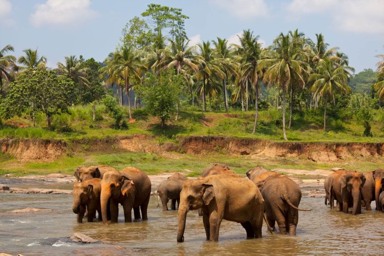 Elephant-Jungle-Sanctuary-Phuket