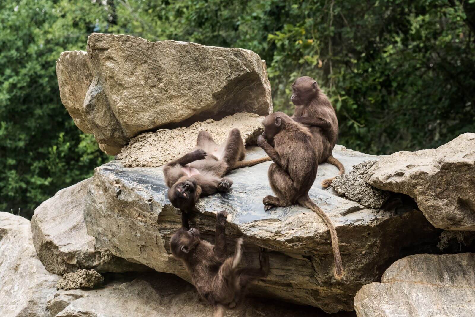 four-dear-gelada-monkeys-having-fun-rock