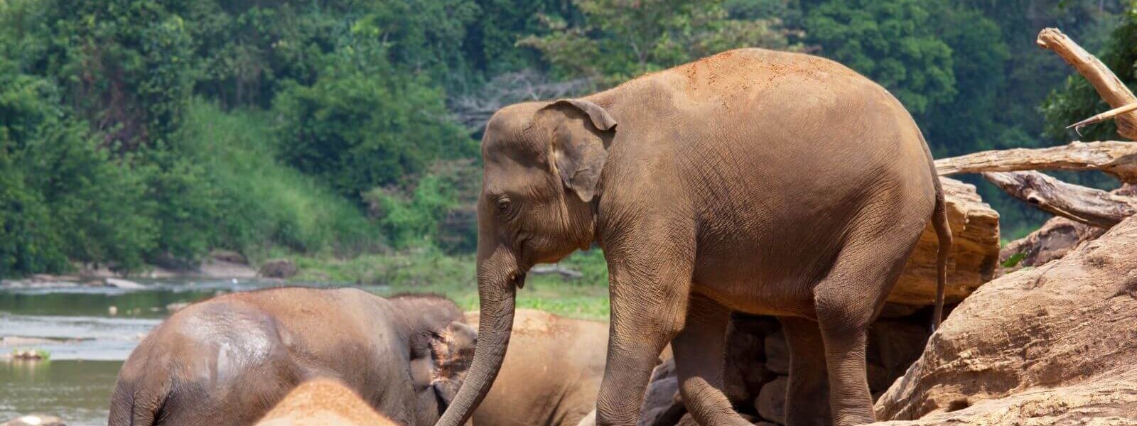 phuket-elephant-sanctuary-phuket-thailand