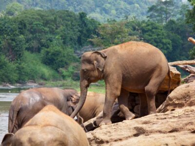 phuket-elephant-sanctuary-phuket-thailand