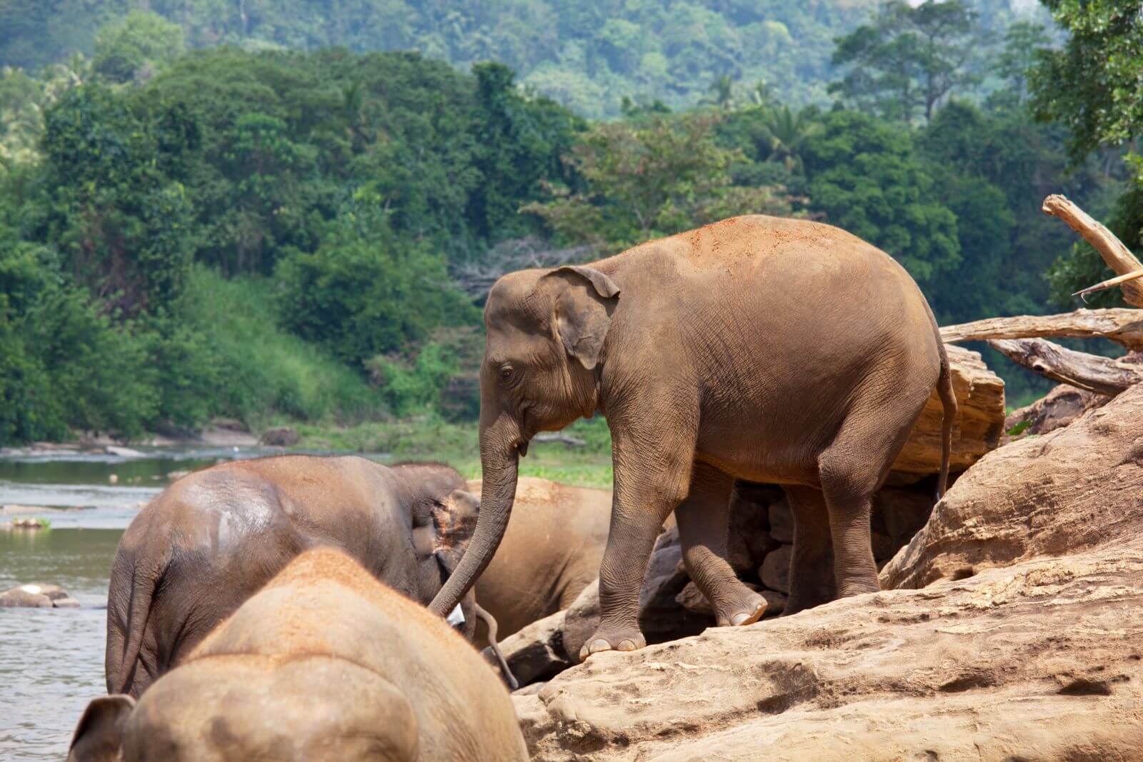 phuket-elephant-sanctuary-phuket-thailand