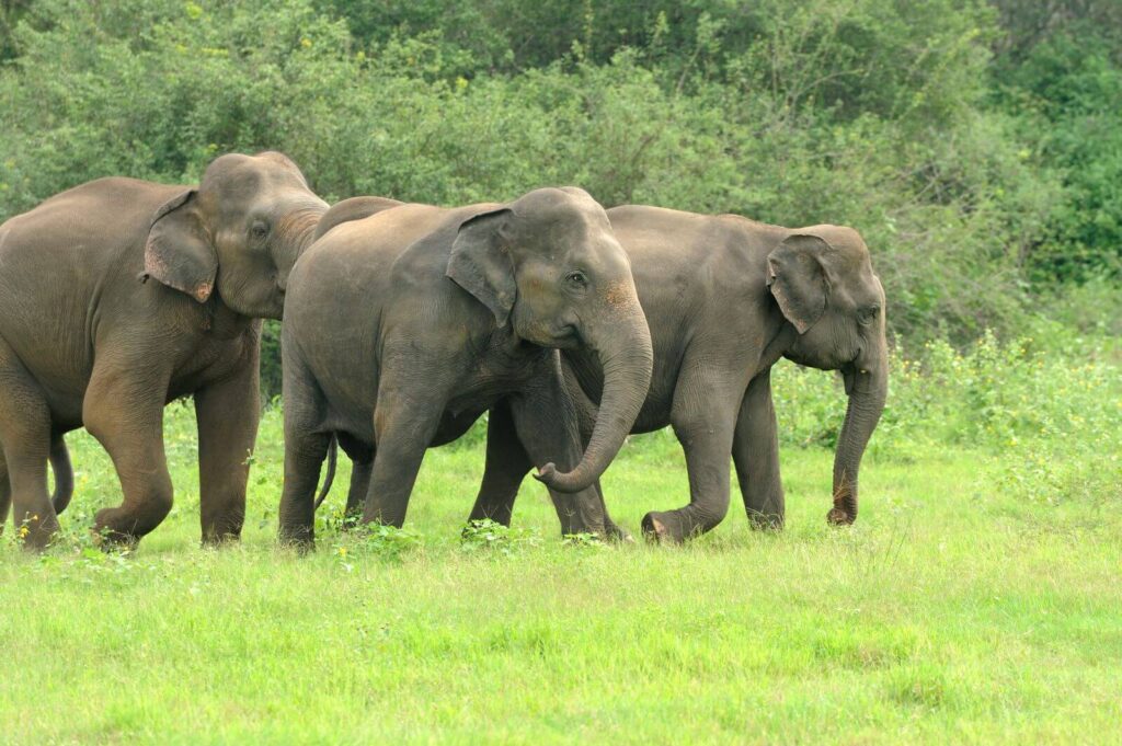 Elephants-Care-Phuket-Elephant-Sanctuary