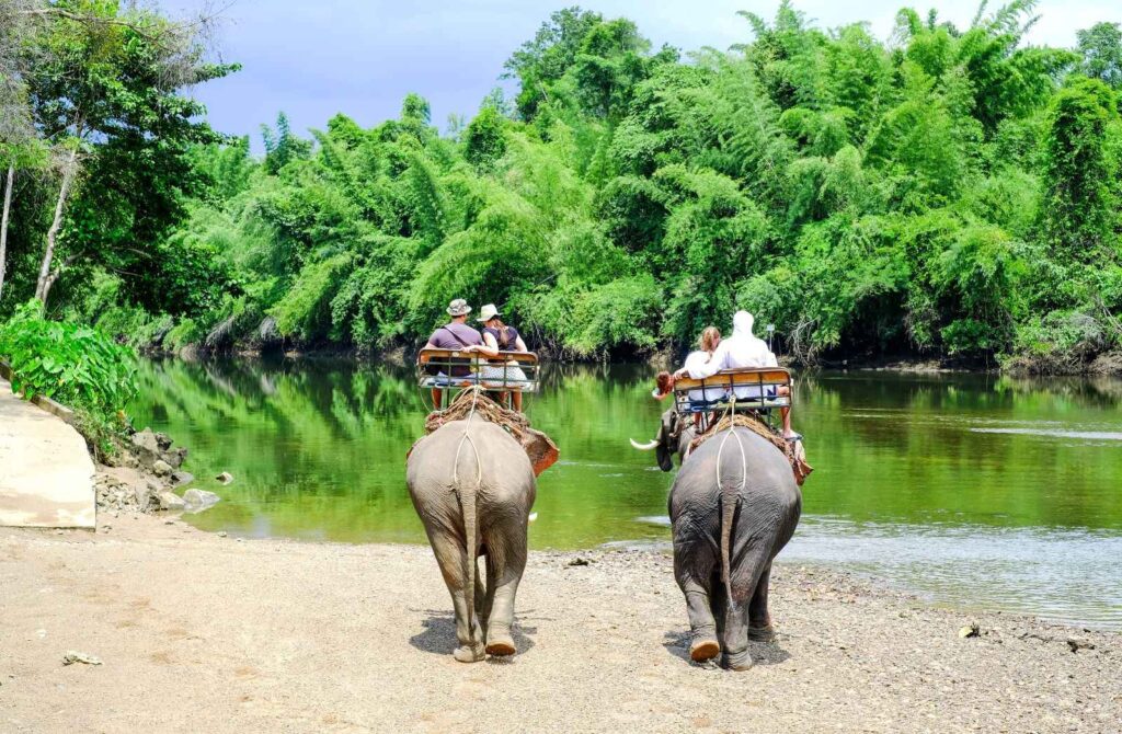 Elephants-Ride-Tourists-Near-River-Rainforest-Khao-Sok-National-Park-Jungle-Adventures