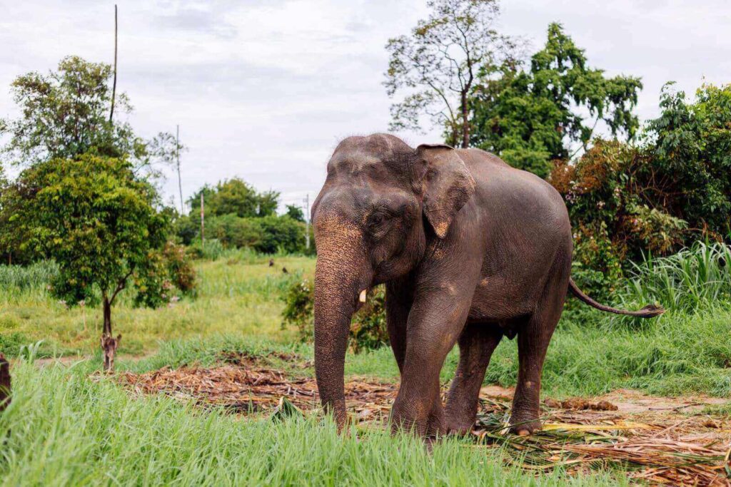 Phuket’s Ethical Elephant Tours: A Heartwarming Encounter with Rescued Giants