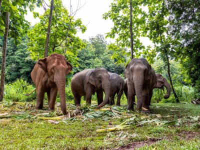 Best-Ethical-Elephant-sanctuary-in-Phuket-Krabi-Phang-Nga-Elephant-Care