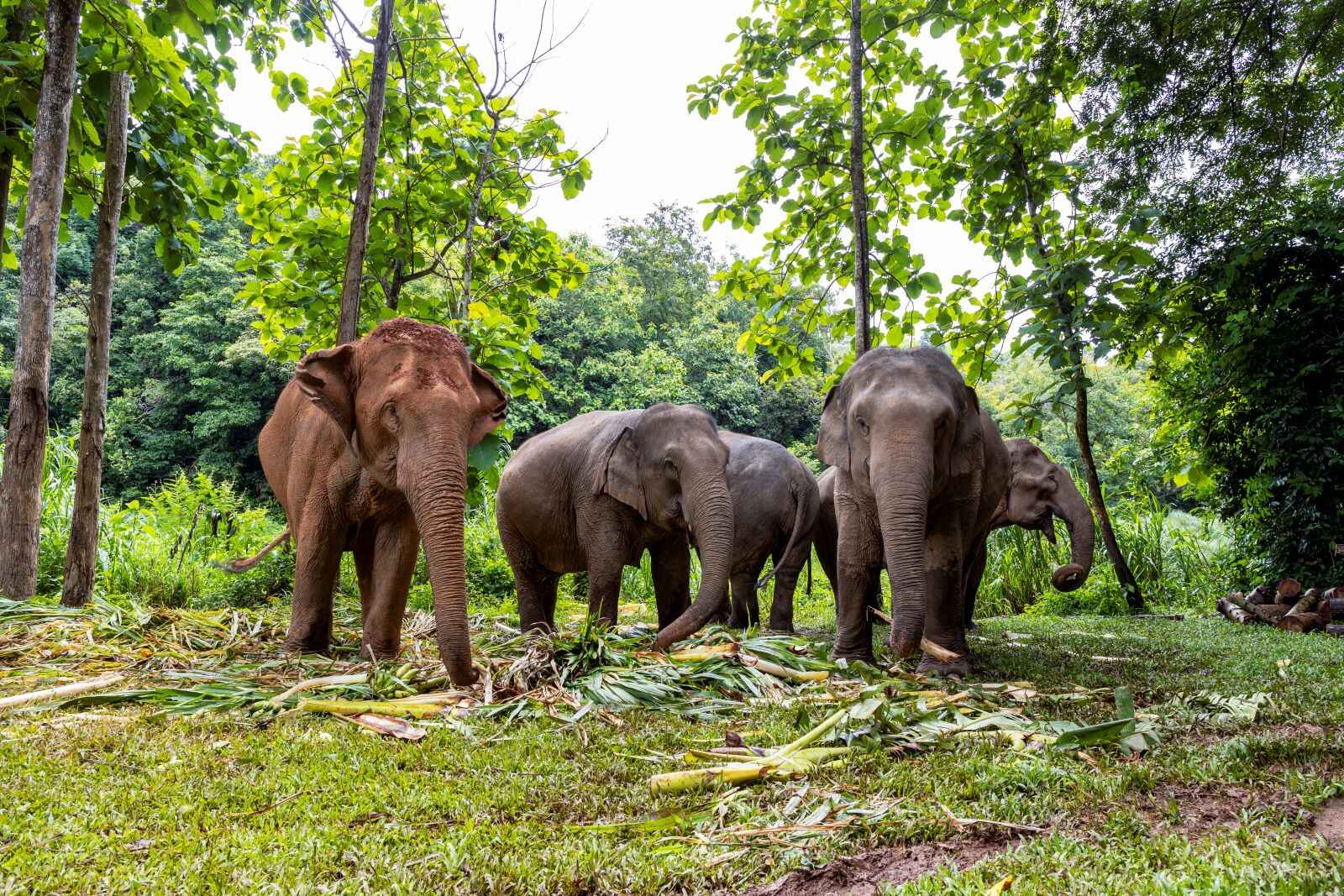 Best-Ethical-Elephant-sanctuary-in-Phuket-Krabi-Phang-Nga-Elephant-Care