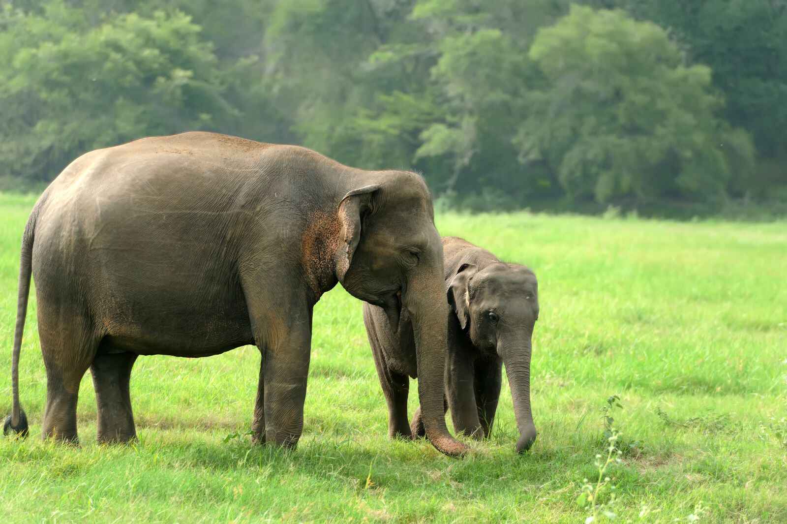 Best-Ethical-Elephant-sanctuary-in-Phuket-Krabi-Phang-Nga-Elephant-Care