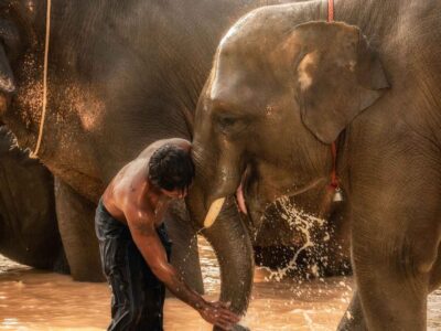 Best-Ethical-Elephant-sanctuary-in-Phuket-Krabi-Phang-Nga-Elephant-Care