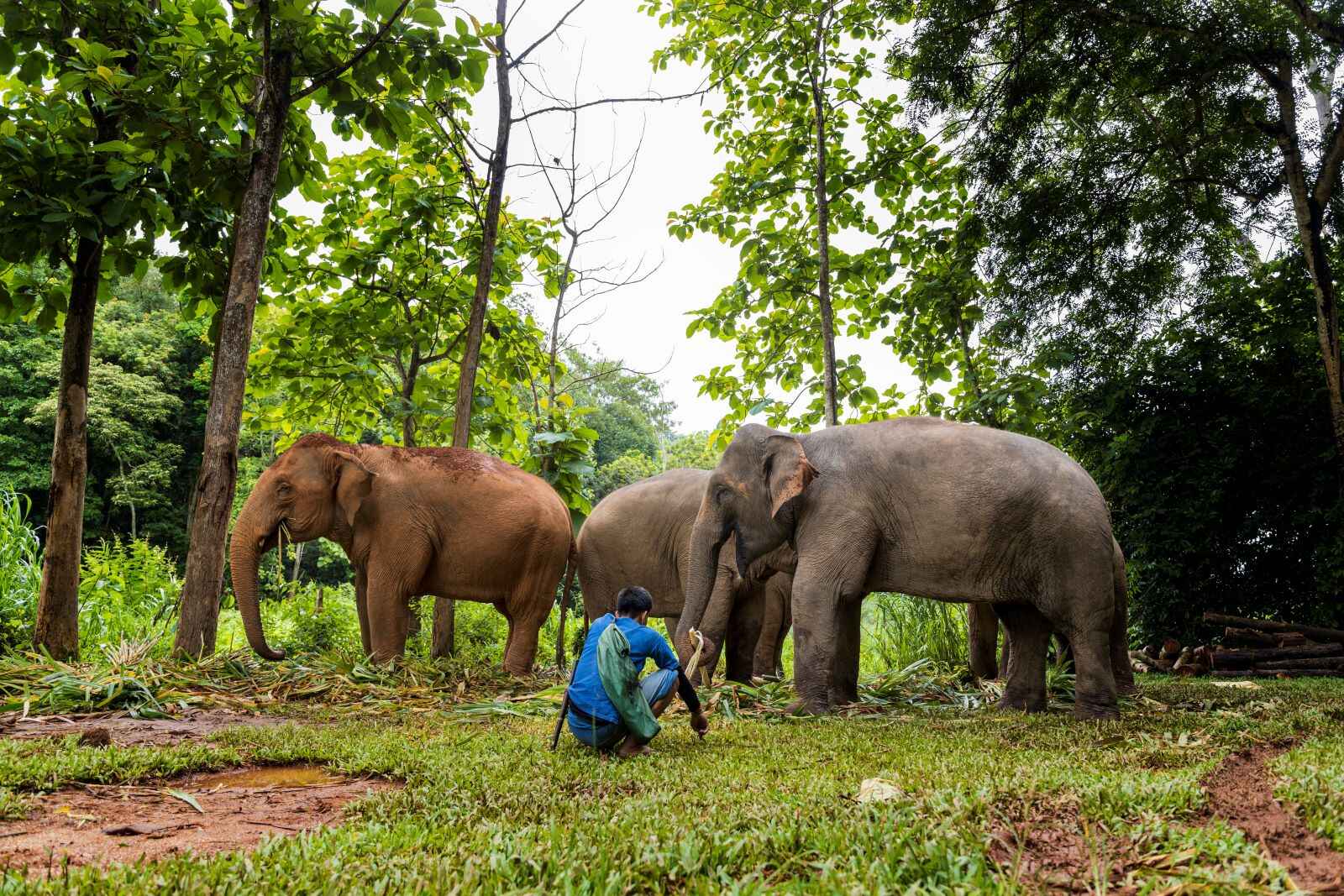 Best-Ethical-Elephant-sanctuary-in-Phuket-Krabi-Phang-Nga-Elephant-Care