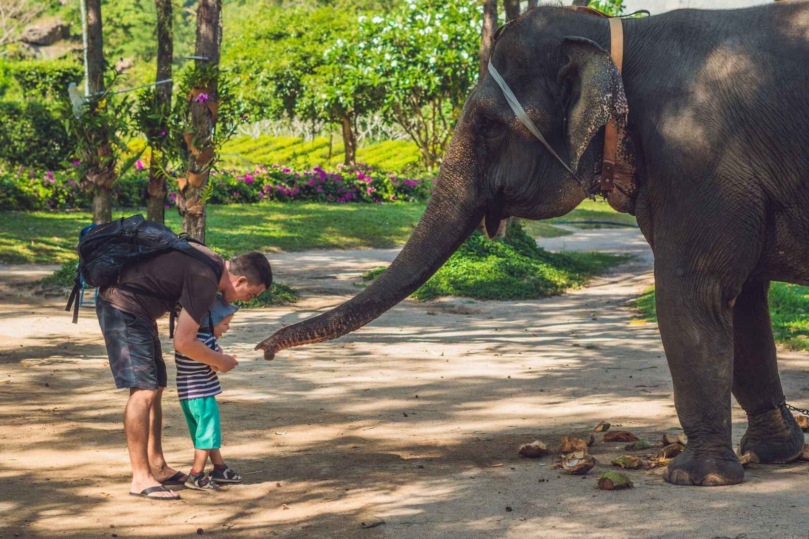 Best-Ethical-Elephant-sanctuary-in-Phuket-Krabi-Phang-Nga-Elephant-Care