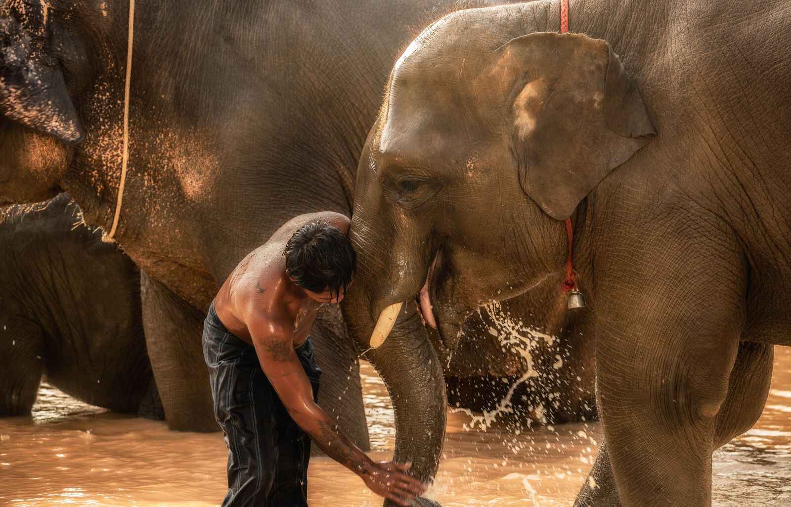 Best-Ethical-Elephant-sanctuary-in-Phuket-Krabi-Phang-Nga-Elephant-Care