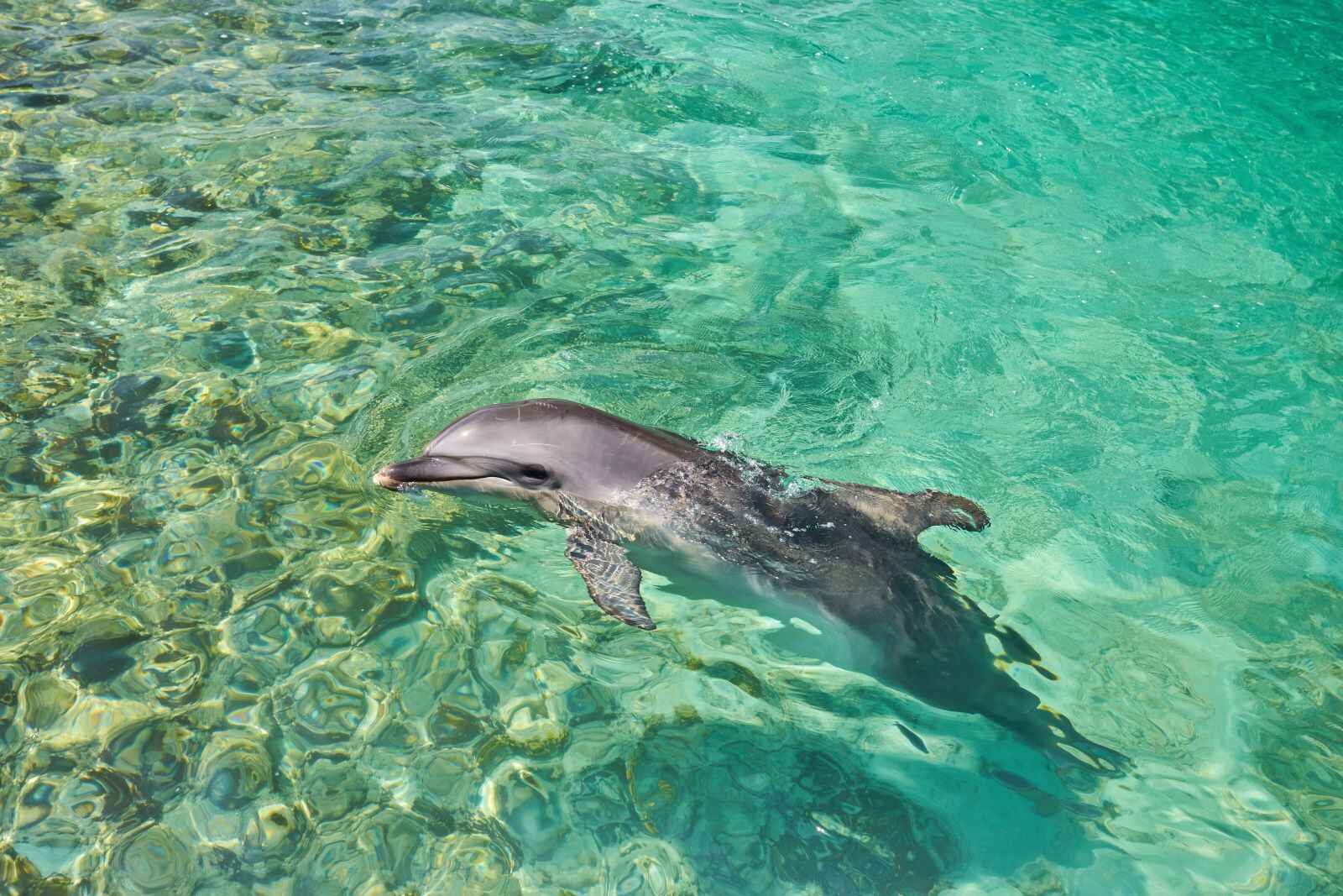 Phuket-Private-Dolphin-Spotting-Snorkeling-Tour