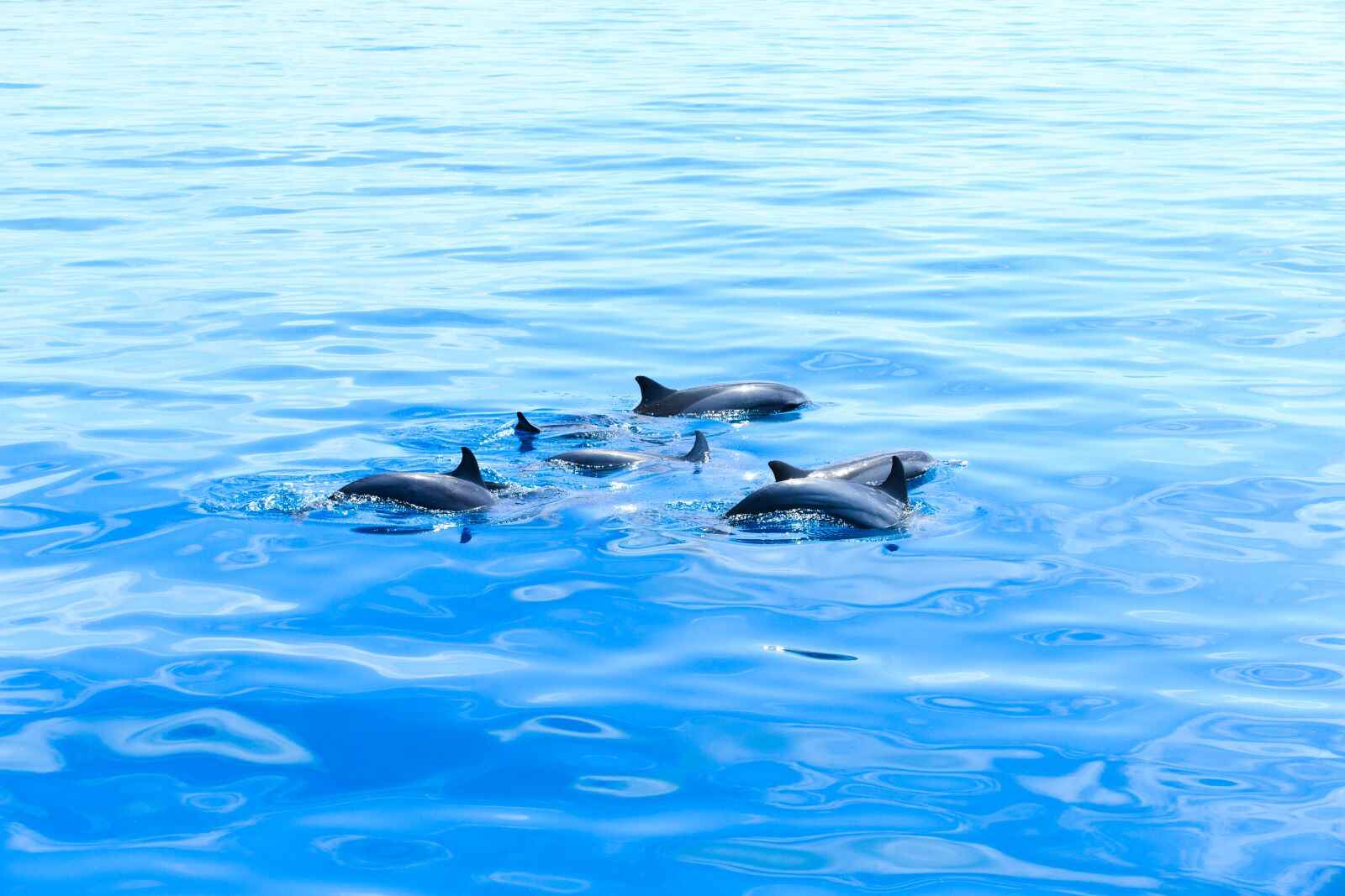 Phuket-Private-Dolphin-Spotting-Snorkeling-Tour